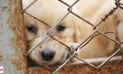 500 Bin Köpek Uyutulma Tehlikesiyle Karşı Karşıya