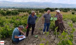 Tokat'ta Bağlarda Kalıntıya Karşı Sıkı Takip: Biyoteknik Mücadele Devam Ediyor