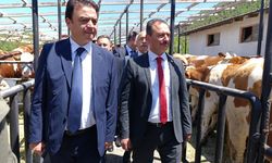 Tokatlı çiftçilere 56 milyonluk hibe: 92 düve dağıtımı yapıldı