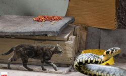Mama ile Beslenen Kediler Fare Avlamayı Bıraktı:Yılan Sayısı Arttı!