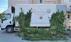 Samsun'da 5 bin 230 kök kenevir bitkisi ele geçirildi