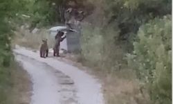 Köye inen ayıları "Gülümseyin çekiyorum" diyerek görüntüledi