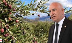 Doğa Savunucuları TBMM Kapısında: Kadim Durmaz’dan Zeytin Mücadelesine Destek