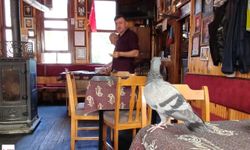 Niksar Arasta Kahvesi’nde Güvercin Sevgisi Yürekleri Isıttı