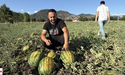 Tokat'ta karpuz fiyatları dip yaptı