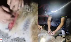 Korulu Köyü’nde Domuz Dehşeti: Yaralı Köpek Tedavi Edildi