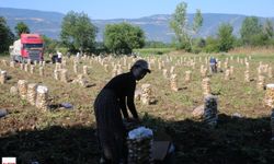 Tokat'ta Patates Bereketi: 30 Bin Ton Rekolte Bekleniyor