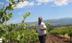 Altın Gibi Yapraklara Hırsız Dadandı! Tokat'ta 1 Haftada  Zarar Büyük