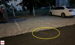 Tokat'ta Sıcaklarla Birlikte Yılan Alarmı: Toki Sokak'ta Korku Dolu Anlar!
