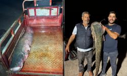 Almus Barajı’nda Yakalandı: Boyu Tam 153 Santimetre, 40 Kilo