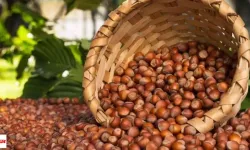 Yeşil Altın Hasadı Başladı Kilosu 200 TL'ye Çıktı Dalından Altın Düşüyor