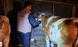 110 Veteriner Sahada! Tokat’ta Hayvan Hastalıklarına Karşı Yoğun Mesai