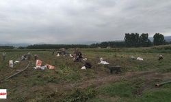 Tokat'ta Alın Terine Fiyat Biçilemedi 15 Dönüm Patatesini Ücretsiz Dağıttı