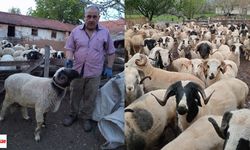 Erbaa’da Kurbanlık Hareketliliği Başladı: Besici Atıf Baş’tan Fiyat Açıklaması