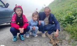 Yaralı Karaca'yı Duyarlı Vatandaş Kurtardı
