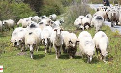 Tokat’ta Hayvancılıkla Uğraşanlara Yeni Fırsat! 9 Kasım’da Başlıyor