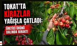 Tokat'ta kirazlar yağışla çatladı: Üretici ürünü dalında bıraktı