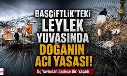 Başçiftlik'teki Leylek Yuvasında Doğanın Acı Yasası! Üç Yavrudan Sadece Biri Yaşadı