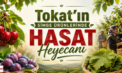 Tokat’ın Simge Ürünlerinde Hasat Heyecanı