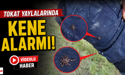 Havalar ısındı, keneler ortaya çıktı: Tokat yaylalarında dikkat çeken görüntüler