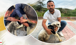 Veteriner Değil Sağlıkçı Kurtarmaya Koştu! Yaralı Kuzu İçin Seferber Oldular
