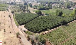 Tokat'ta Geleceğin Siyah Altını Yetişecek Islahı Yapıldı Sonuç Beklenecek Uzman Ekip Yüksek Verim İçin Çalışmaya Başladı