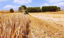 Tarım Ambarında Büyük Rekor Kırıldı  Dönüm Başına 2.600 Verim Alındı Topraktan Mucize Çıktı