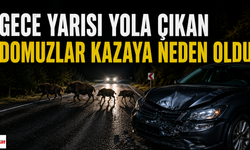 Tokat'ta Domuzlar Kazaya Neden Oldu