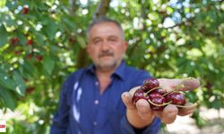 Geçen Yıl Don Vurdu, Bu Yıl Dallar Bereketle Doldu! Tokatlı Üreticinin Yüzü Güldü