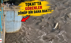 Tokat Balıklıgöl'ü aratmadı: Yeşilırmak'ta gören dönüp bir daha baktı