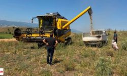 Tokat'ta Hasat Mesaisi Sürüyor: Biçerdöver Kontrolleri Aralıksız Devam Ediyor