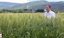 Tokat’ta 52 Çeşit Buğday İçin Kritik İnceleme