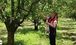 Dalından Sofraya Uzanan Emek: Turhal Çarıksız’da Kiraz Hasadı