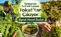 Türkiye’nin Sofralık Lezzeti Tokat’tan Çıkıyor: Yaprak Hasadı Başladı