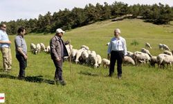 Tokat’ta Yayla ve Meralarda Bereketli Sezon Sinyali