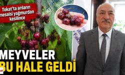 Tokat'ta arıların mesaisi yağmurdan kesilince meyveler bu hale geldi