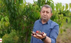 Büyük Zararı Emin Yılar Açıkladı: Tokat’ta Kirazda 10 Bin Tonluk Kayıp Bekleniyor