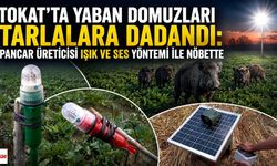Tokat'ta Yaban Domuzları Tarlalara Dadandı: Pancar Üreticisi Işık ve Ses Yöntemi ile Nöbette