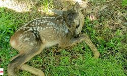 Tokat’ta Yaralı Halde Bulunan Karaca Koruma Altına Alındı