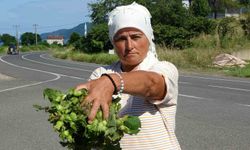 Taze fındık tezgahlarda 200 lira