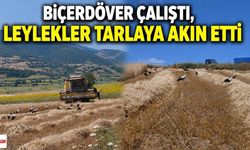 Biçerdöver Çalıştı, Leylekler Tarlaya Akın Etti