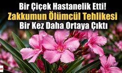 Bir Çiçek Hastanelik Etti! Zakkumun Ölümcül Tehlikesi Bir Kez Daha Ortaya Çıktı