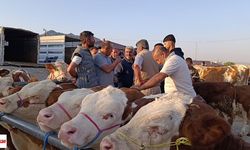 Besiciler Uyardı: Hayvan Alacaklar Acele Etsin! Fiyatlar Dip Seviyede
