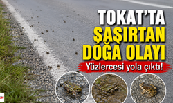 Tokat'ta Şaşırtan Doğa Olayı: Bu Yolda  Yüzlercesi Ortaya Çıktı