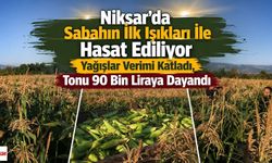 Niksar'da Sabahın İlk Işıkları İle Hasat Ediliyor Yağışlar Verimi Katladı, Tonu 90 Bin Liraya Dayandı