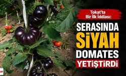 Tokat'ta Bir İlk İddiası: Serasında Siyah Domates Yetiştirdi