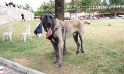 Tokat'ın Türk Çoban Köpekleri Çorum'da Görücüye Çıktı