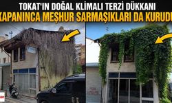 Tokat'ın Doğal Klimalı Terzi Dükkanı Kapanınca Meşhur Sarmaşıkları da Kurudu
