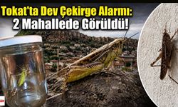 Tokat'ta Dev Çekirge Alarmı: 2 Mahallede Görüldü!