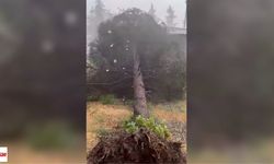 Erbaa'da Fırtına Ortalığı Savaş Alanına Çevirdi! Ağaçlar Devrildi